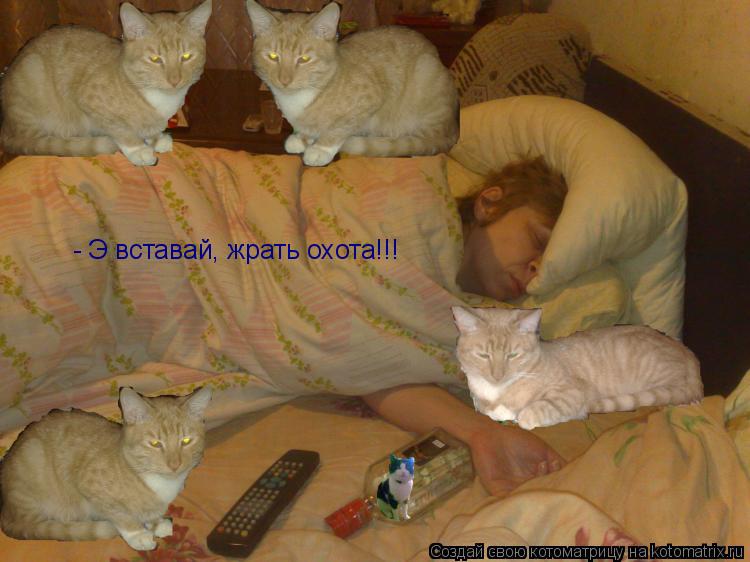 Котоматрица: - Э вставай, жрать охота!!!