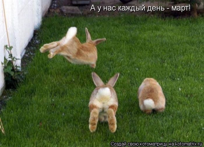 А у нас каждый день - март!... Котоматрица: А у нас каждый день - март!