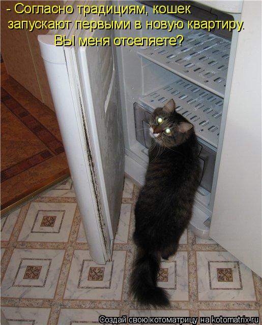 Котоматрица: - Согласно традициям, кошек запускают первыми в новую квартиру. ВЫ меня отселяете? ВЫ меня отселяете?