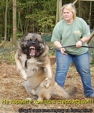 Котоматрица: Не кормите хомяков стероидами!!!