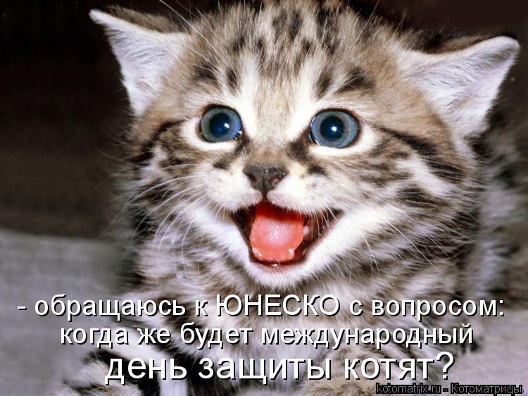 - обращаюсь к ЮНЕСКО с вопросом: когда же будет международный день защиты котят?... Котоматрица: - обращаюсь к ЮНЕСКО с вопросом: когда же будет международный день защиты котят?