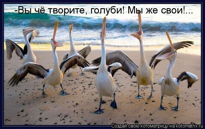 Котоматрица: -Вы чё творите, голуби! Мы же свои!...