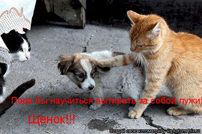 Котоматрица: Пора бы научиться вытирать за собой лужи! Щенок!!!