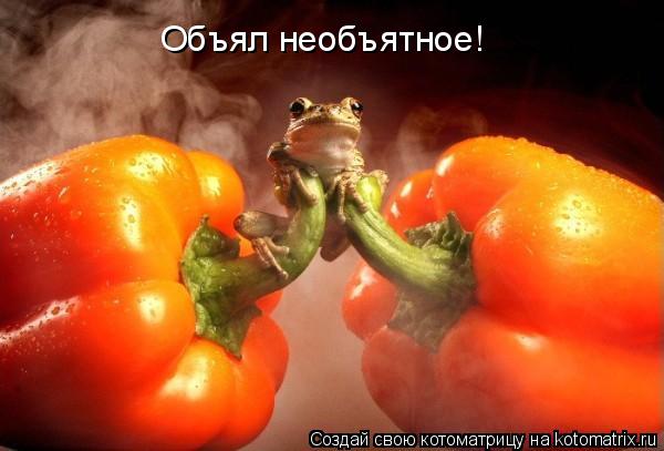 Котоматрица: Объял необъятное!