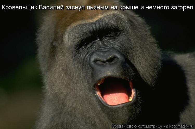 Котоматрица: Кровельщик Василий заснул пьяным на крыше и немного загорел