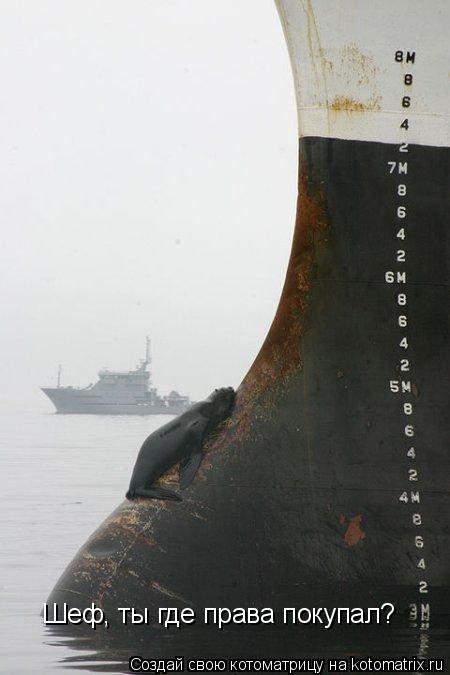 Котоматрица: Шеф, ты где права покупал?