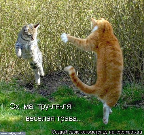 Котоматрица: Эх, ма, тру-ля-ля весёлая трава...