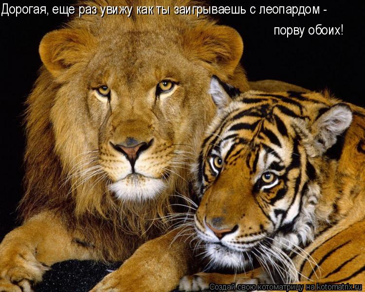 Котоматрица: Дорогая, еще раз увижу как ты заигрываешь с леопардом - порву обоих!