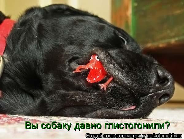 Котоматрица: Вы собаку давно глистогонили?
