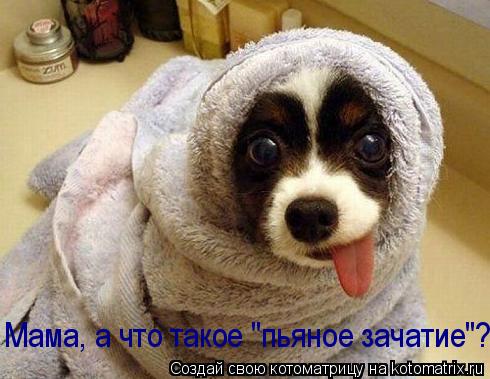 Котоматрица: Мама, а что такое "пьяное зачатие"?