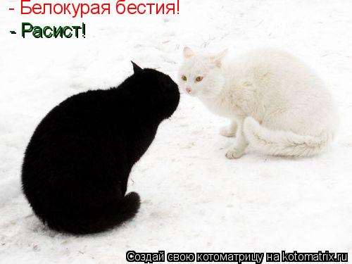 Котоматрица: - Белокурая бестия! - Расист!