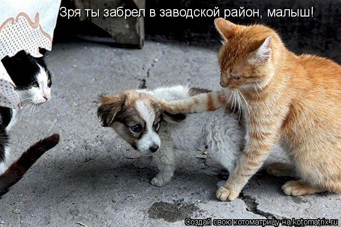 Котоматрица: Зря ты забрел в заводской район, малыш!