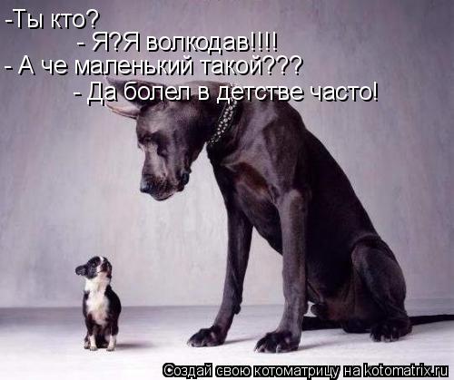 Котоматрица: Ты кто? Я?Я волкодав!!! А че такой маленький? Болел много в детстве - Я?Я волкодав!!!! - А че маленький такой??? - Да болел в детстве часто! -Ты кто?