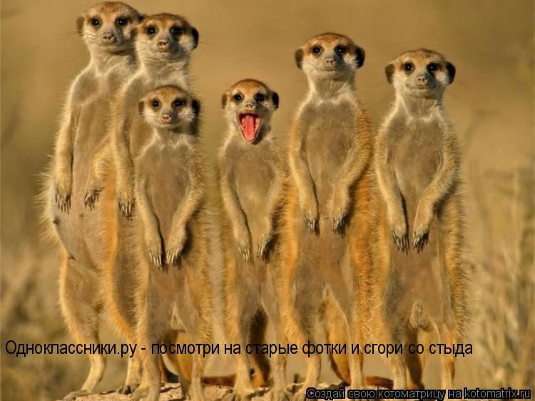 Котоматрица: Одноклассники.ру - посмотри на старые фотки и сгори со стыда