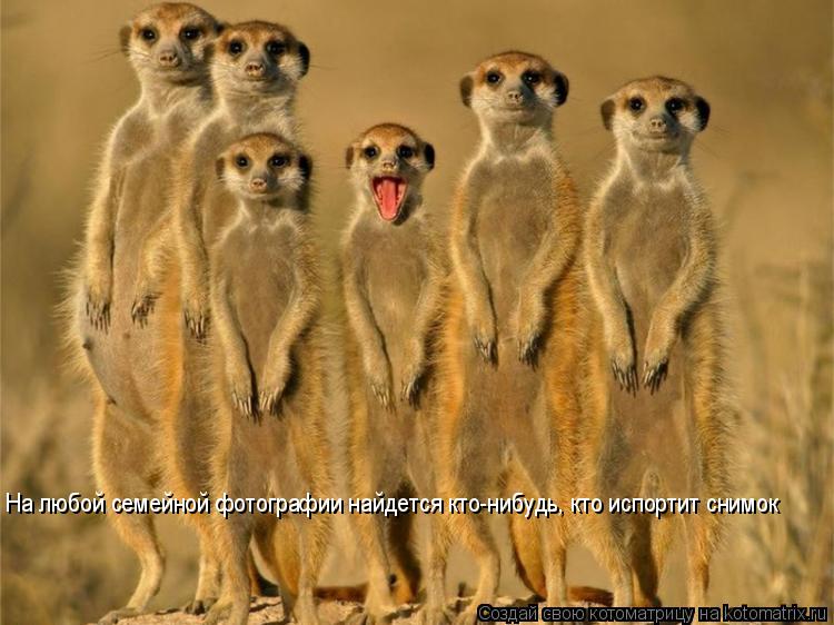 На любой семейной фотографии найдется кто-нибудь, кто испортит снимок... Котоматрица: На любой семейной фотографии найдется кто-нибудь, кто испортит снимок