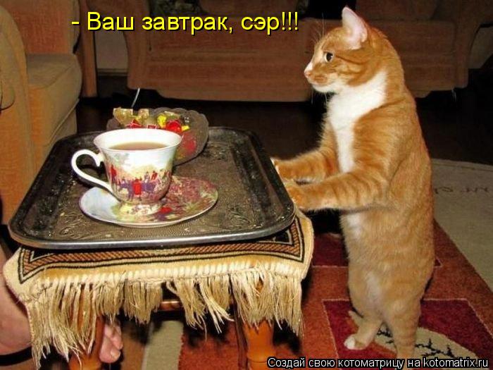 Котоматрица: - Ваш завтрак, сэр!!!