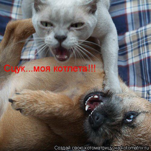 Котоматрица: Сцук...моя котлета!!!