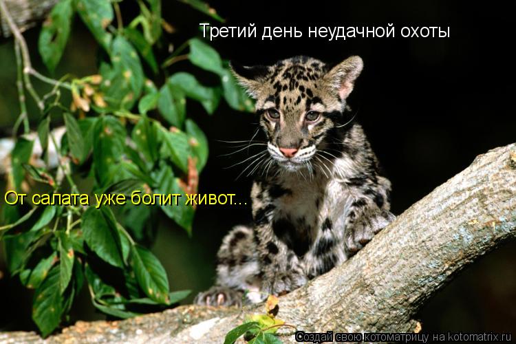 Котоматрица: Третий день неудачной охоты От салата уже болит живот...