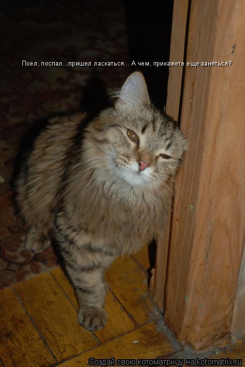 Котоматрица: Поел, поспал...пришел ласкаться... А чем, прикажете еще заняться?
