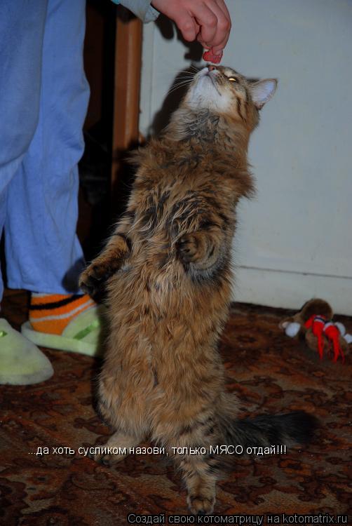 Котоматрица: ...да хоть сусликом назови, только МЯСО отдай!!!