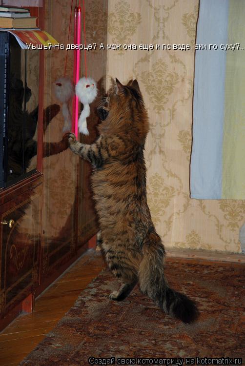 Котоматрица: Мышь? На дверце? А мож она еще и по воде, аки по суху?...