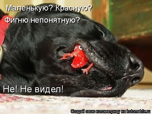 Маленькую? Красную? Фигню непонятную? Не! Не видел!... Котоматрица: Маленькую? Красную? Фигню непонятную? Не! Не видел!