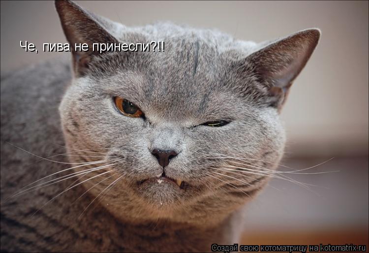 Котоматрица: Че, пива не принесли?!!