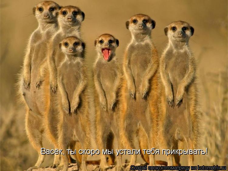 Котоматрица: Васёк, ты скоро мы устали тебя прикрывать! Васёк, ты скоро мы устали тебя прикрывать!