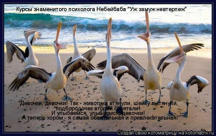 Котоматрица: "Девочки, девочки! Так - животики втянули, шейку вытянули,  подбородочек второй спрятали! И улыбаемся, улыбаемся, девочки! А теперь хором - я с