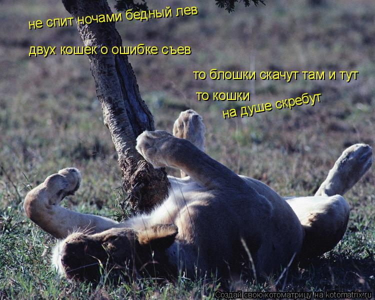 Котоматрица: не спит ночами бедный лев двух кошек о ошибке съев то блошки скачут там и тут  то кошки на душе скребут