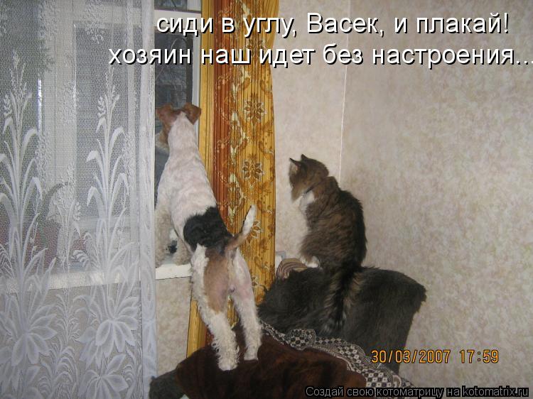 Котоматрица: сиди в углу, Васек, и плакай!  хозяин наш идет без настроения...