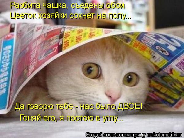 Котоматрица: Разбита чашка, съедены обои Цветок хозяйки сохнет на полу... Гоняй его, я постою в углу... Да говорю тебе - нас было ДВОЕ!