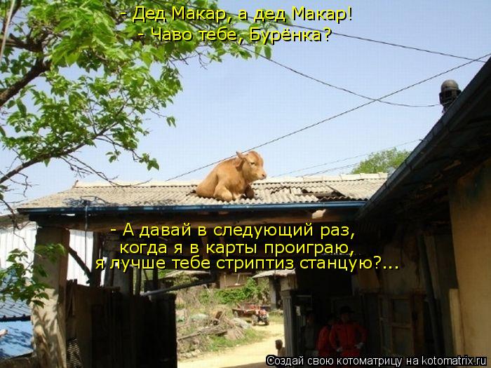 Котоматрица: - Дед Макар, а дед Макар! - Чаво тебе, Бурёнка? - А давай в следующий раз, когда я в карты проиграю,  я лучше тебе стриптиз станцую?...