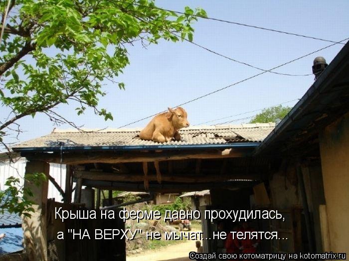 Котоматрица: Крыша на ферме давно прохудилась,  а "НА ВЕРХУ" не мычат...не телятся...