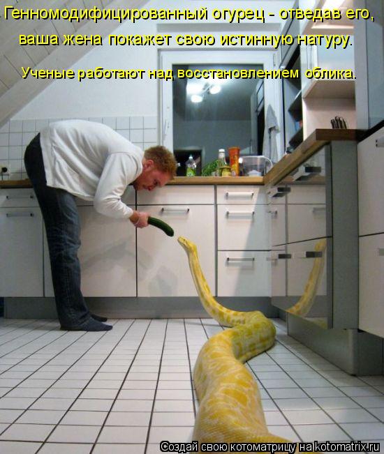 Котоматрица: Генномодифицированный огурец - отведав его,   ваша жена покажет свою истинную натуру.   Ученые работают над восстановлением облика.