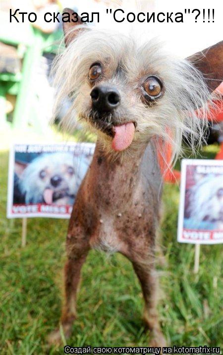 Котоматрица: Кто сказал "Сосиска"?!!! Где??? Кто сказал "Сосиска"?!!!