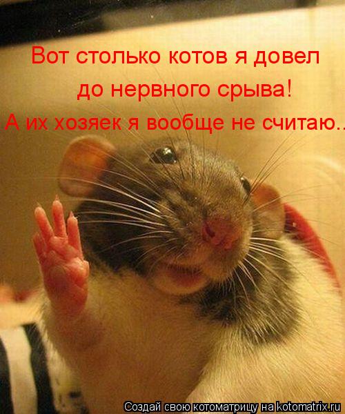 Вот столько котов я довел до нервного срыва! А их хозяек я вообще не считаю....... Котоматрица: Вот столько котов я довел до нервного срыва! А их хозяек я вообще не считаю....
