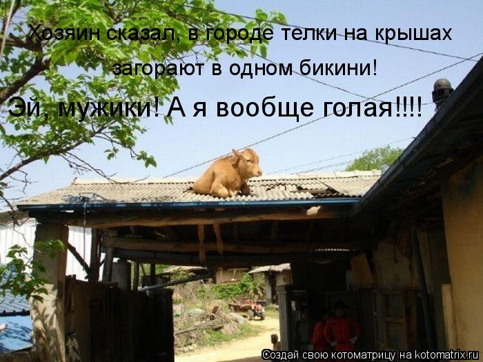 Хозяин сказал, в городе телки на крышах загорают в одном бикини! Эй, мужики! А я вообще голая!!!!... Котоматрица: Хозяин сказал, в городе телки на крышах загорают в одном бикини! Эй, мужики! А я вообще голая!!!!