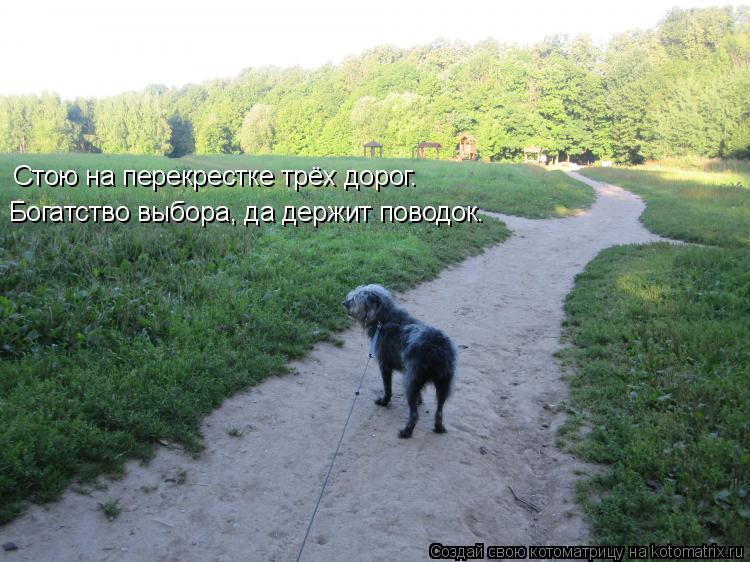 Стою на перекрестке трёх дорог. Богатство выбора, да держит поводок.... Котоматрица: Стою на перекрестке трёх дорог. Богатство выбора, да держит поводок.