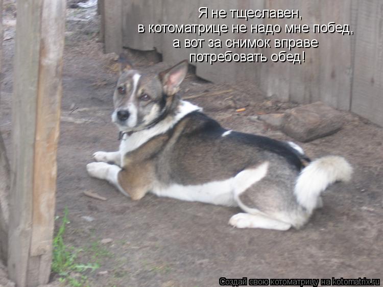 Я не тщеславен, в котоматрице не надо мне побед, а вот за снимок вправе потребовать обед!... Котоматрица: Я не тщеславен, в котоматрице не надо мне побед, а вот за снимок вправе потребовать обед!