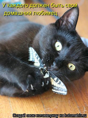 У каждого должен быть свой домашний любимец... Котоматрица: У каждого должен быть свой домашний любимец