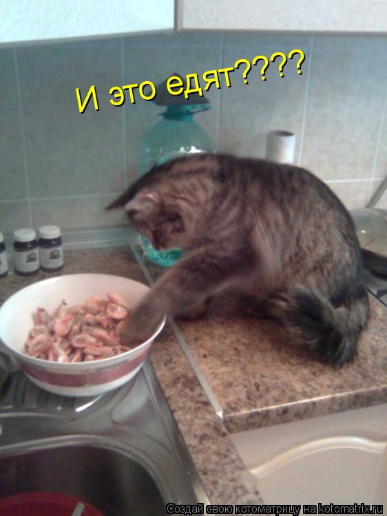 Котоматрица: И это едят??? И это едят??? И это едят????