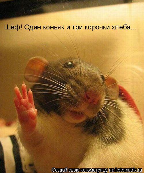 Котоматрица: Шеф! Один коньяк и три корочки хлеба...