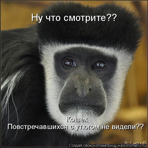 Ну что смотрите?? Кошек Повстречавшихся с утюгом не видели??... Котоматрица: Ну что смотрите?? Кошек Повстречавшихся с утюгом не видели??
