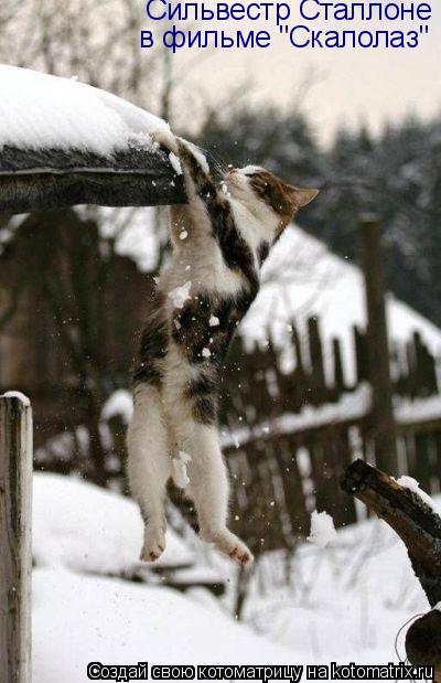 Котоматрица: Сильвестр Сталлоне  в фильме "Скалолаз"