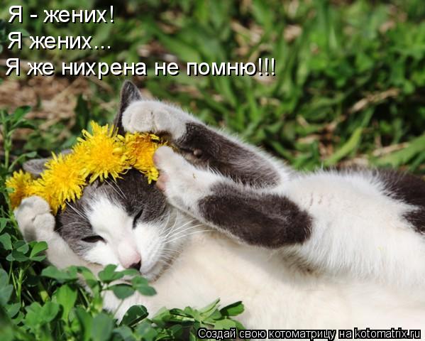 Котоматрица: Я - жених! Я жених... Я же нихрена не помню!!!
