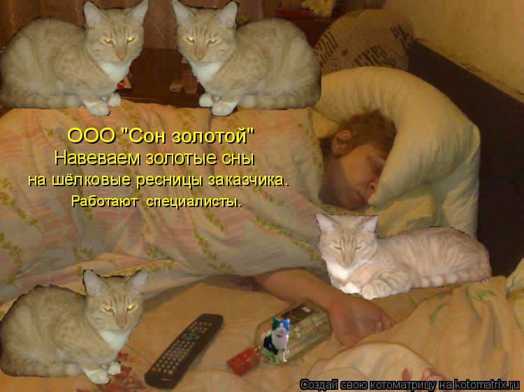 Котоматрица: ООО "Сон золотой" Навеваем золотые сны на шёлковые ресницы заказчика. Работают  специалисты.