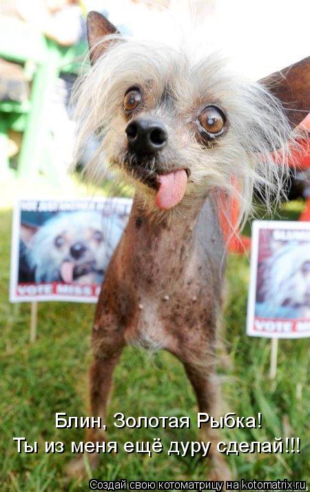 Котоматрица: Блин, Золотая Рыбка!  Ты из меня ещё дуру сделай!!!