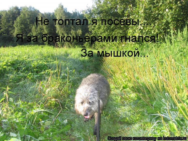 Котоматрица: Не топтал я посевы.... Я за браконьерами гнался! За мышкой...