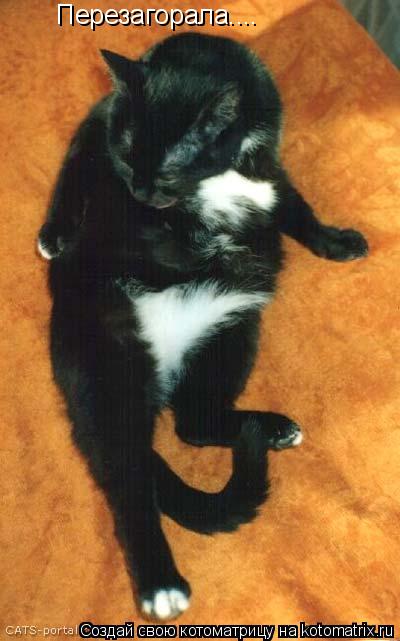 Перезагорала....... Котоматрица: Перезагорала....